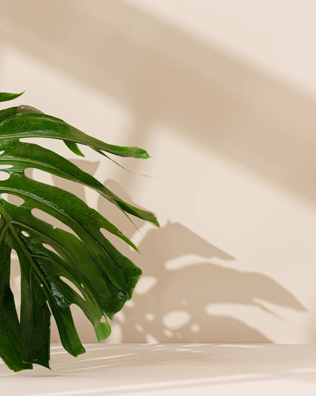 Monstera
